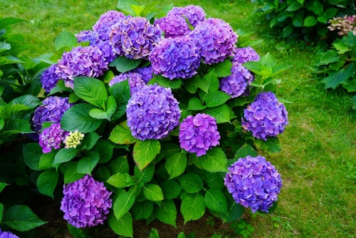 Deer Resistant Shrubs Perfect For Your Garden