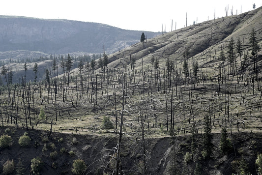 The Role of Native Plants in Reforestation Projects