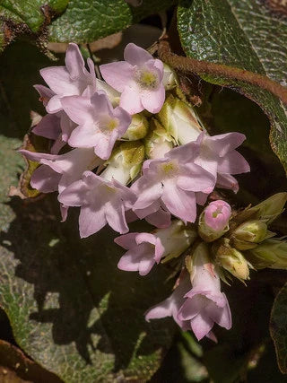 The Trailing Arbutus Emits a Fragrant Scent