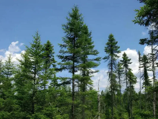 Evergreen Trees
