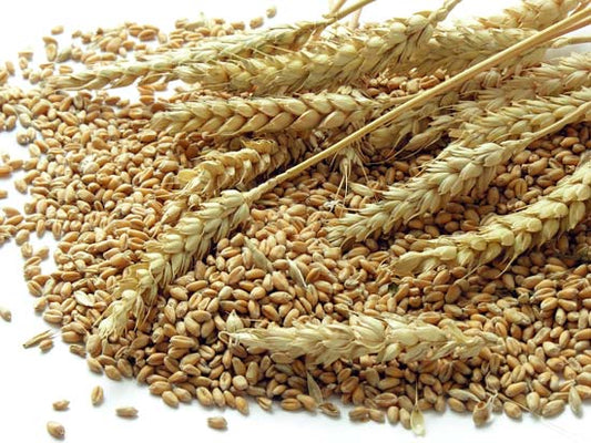 Wheat Belly Wholesale Nursery