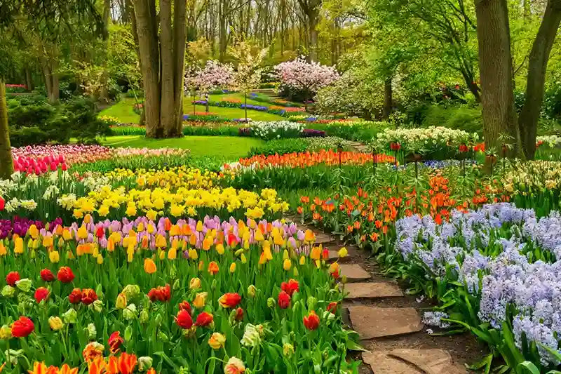 Image of Perennials
