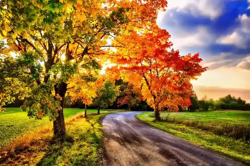 Image of Trees