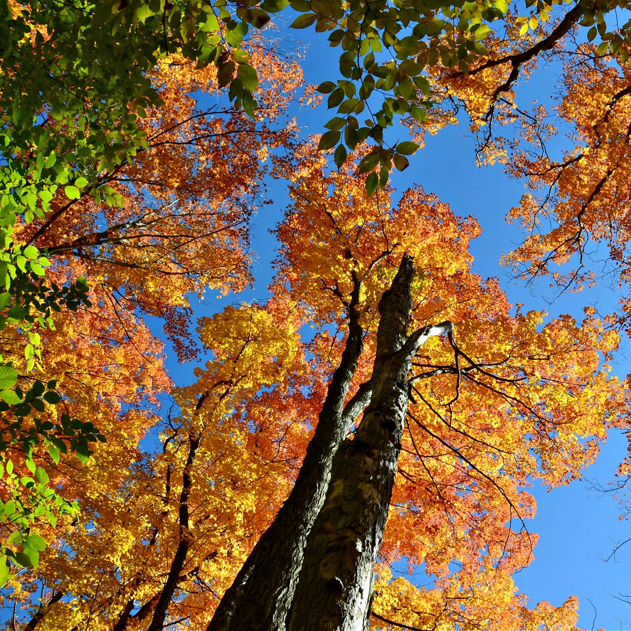 A photo showing the canopy of an American Beech tree with green and autumn-colored leaves against a clear blue sky.