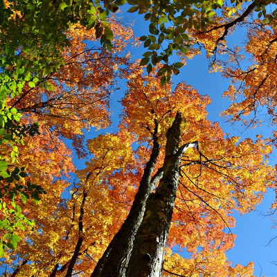 A photo showing the canopy of an American Beech tree with green and autumn-colored leaves against a clear blue sky.