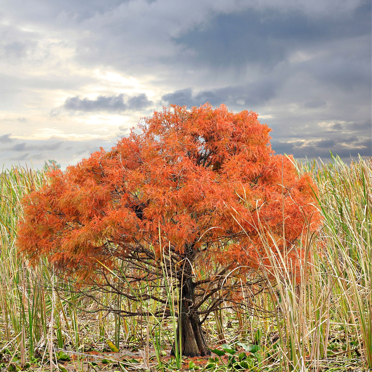 A bald cypress tree with reddish-brown foliage standing in a marshy area with tall grasses around it and a cloudy sky in the background.