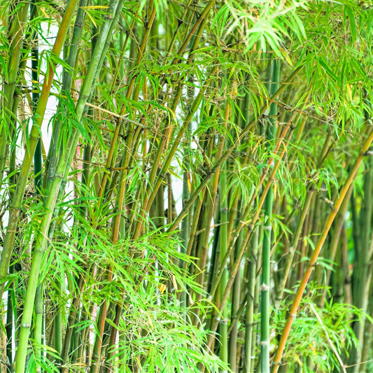 A dense bamboo forest with tall green bamboo plants displaying narrow green foliage with whitish midveins.
