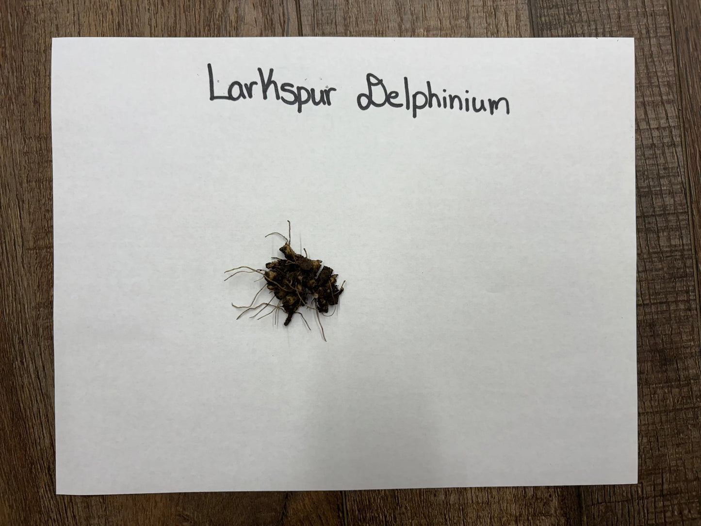 Buy Bareroot Larkspur Delphinium Online at TN Nursery