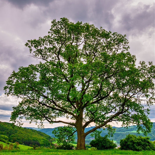 A single Black Oak tree with a wide canopy, standing in an open field with rolling hills in the background, under a cloudy sky.