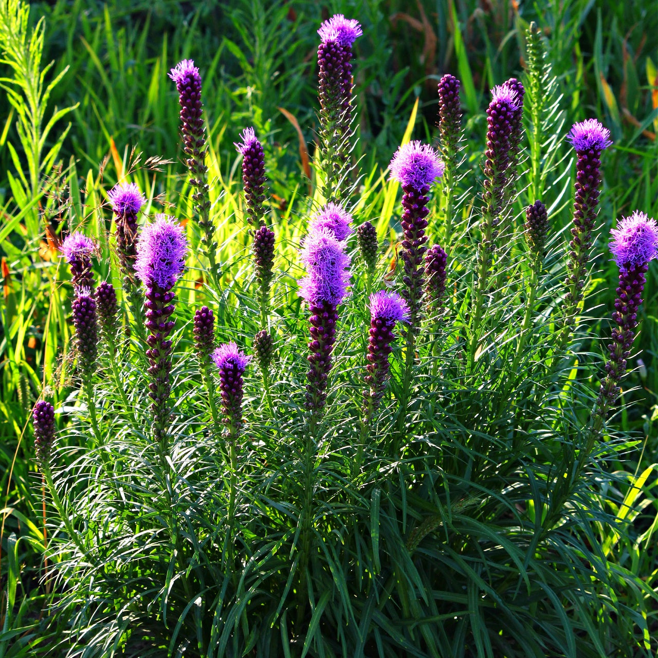 Blazing Star Plants With Stunning Purple Blooms