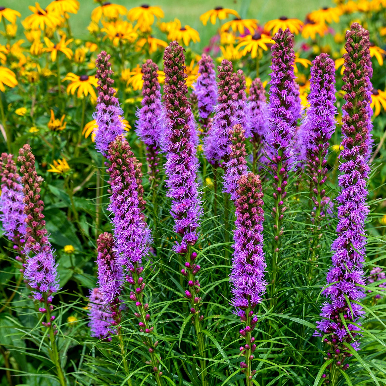 A group of Blazing Star Plants with tall, grass-like green leaves and purple flower spikes, growing in a garden.