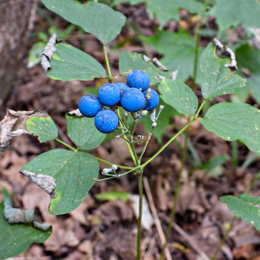 A photo showing a Blue Cohosh plant with green leaves and clusters of blue berries.