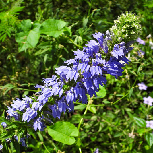 A close-up of blue lobelia plants with bright azure flowers blooming amidst green foliage.