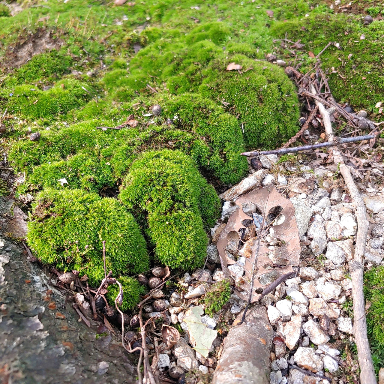 Patches of green broom forkmoss growing on a ground cover with some rocks.