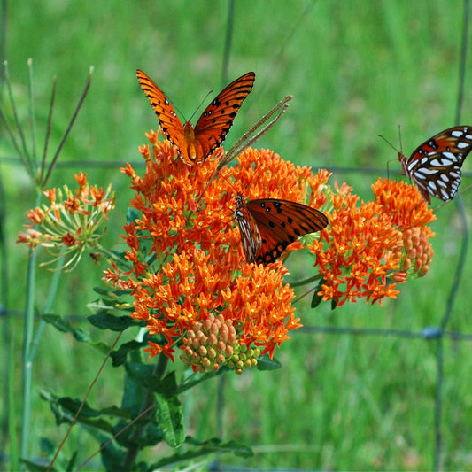 Butterfly Weed plants with vibrant orange flowers, visited by butterflies with black and orange wings.