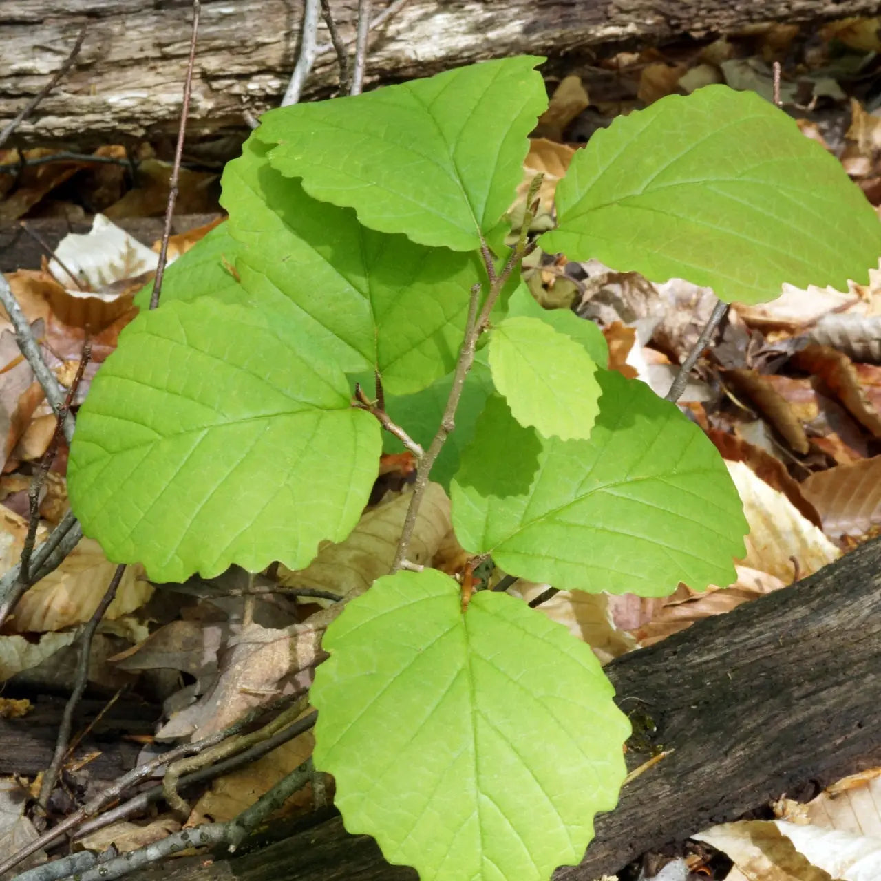 Witch Hazel Seedling Online at TN Nursery