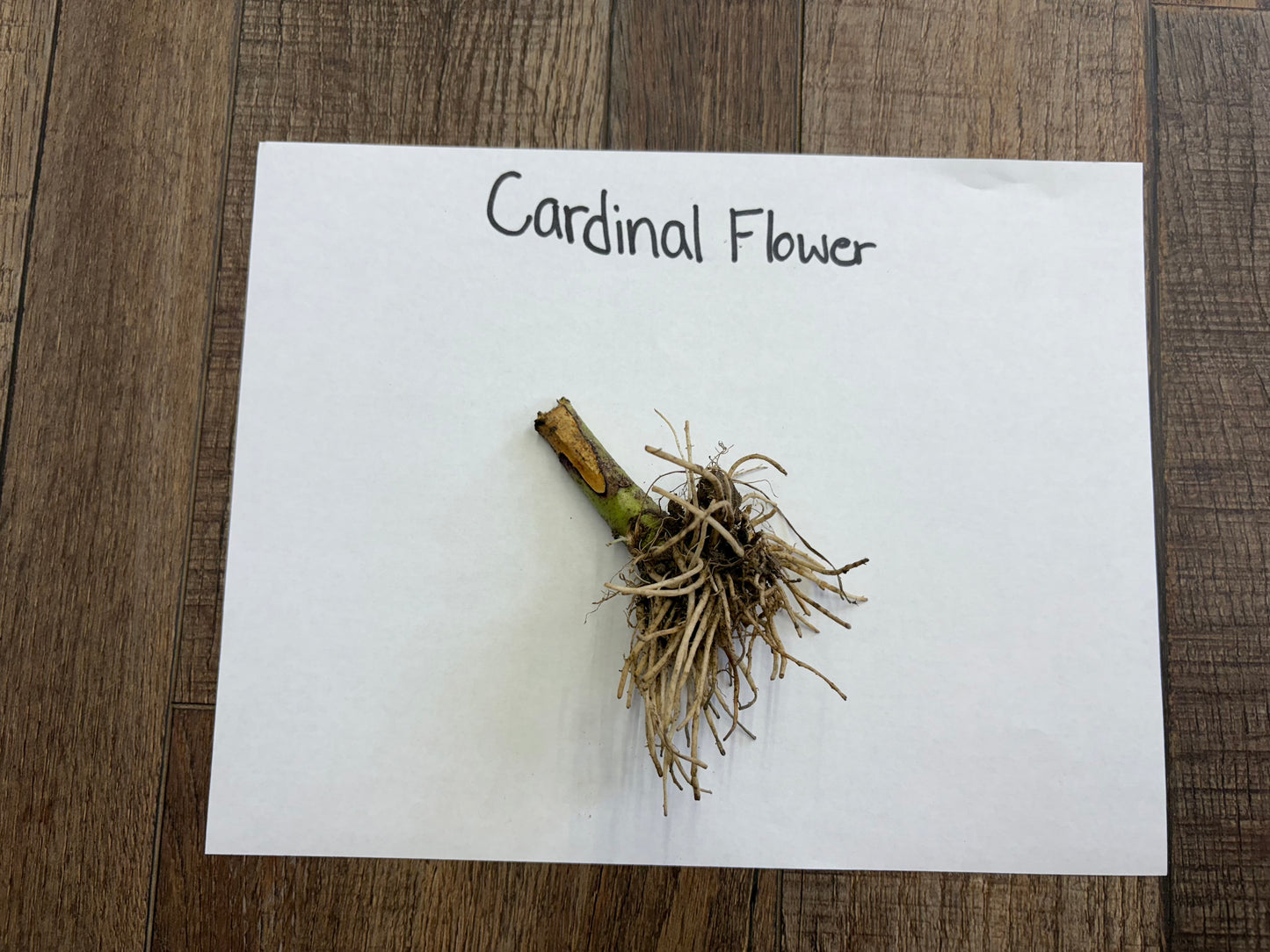 Cardinal flower root