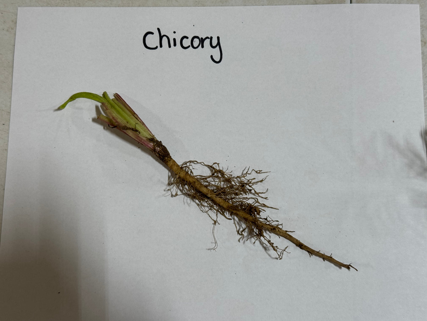Chicory plant root