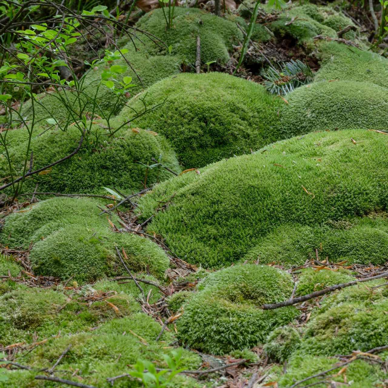 An area covered with lush green cushion moss in a natural outdoor setting with trees and scattered branches.
