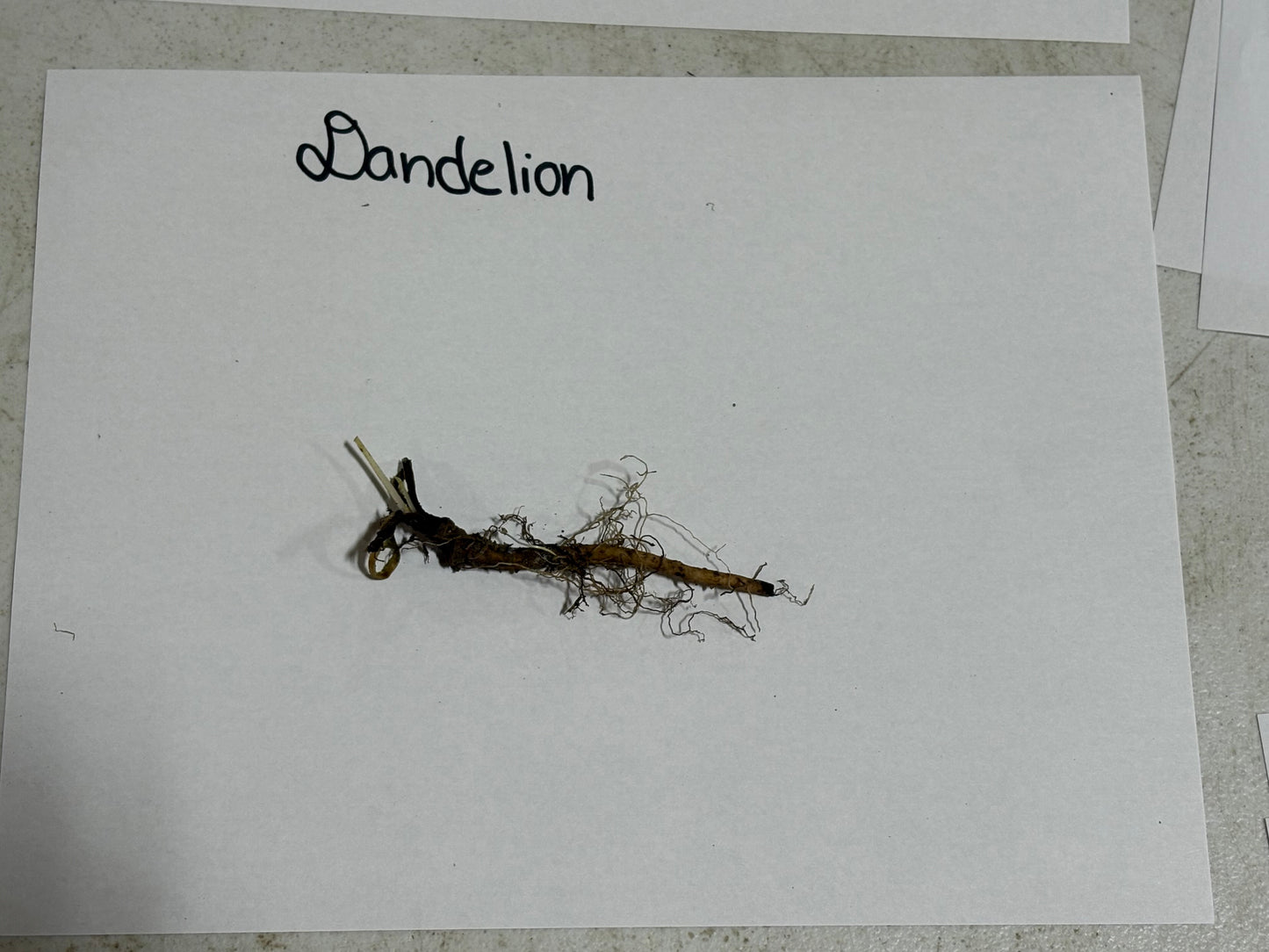Dandelion Plant roots