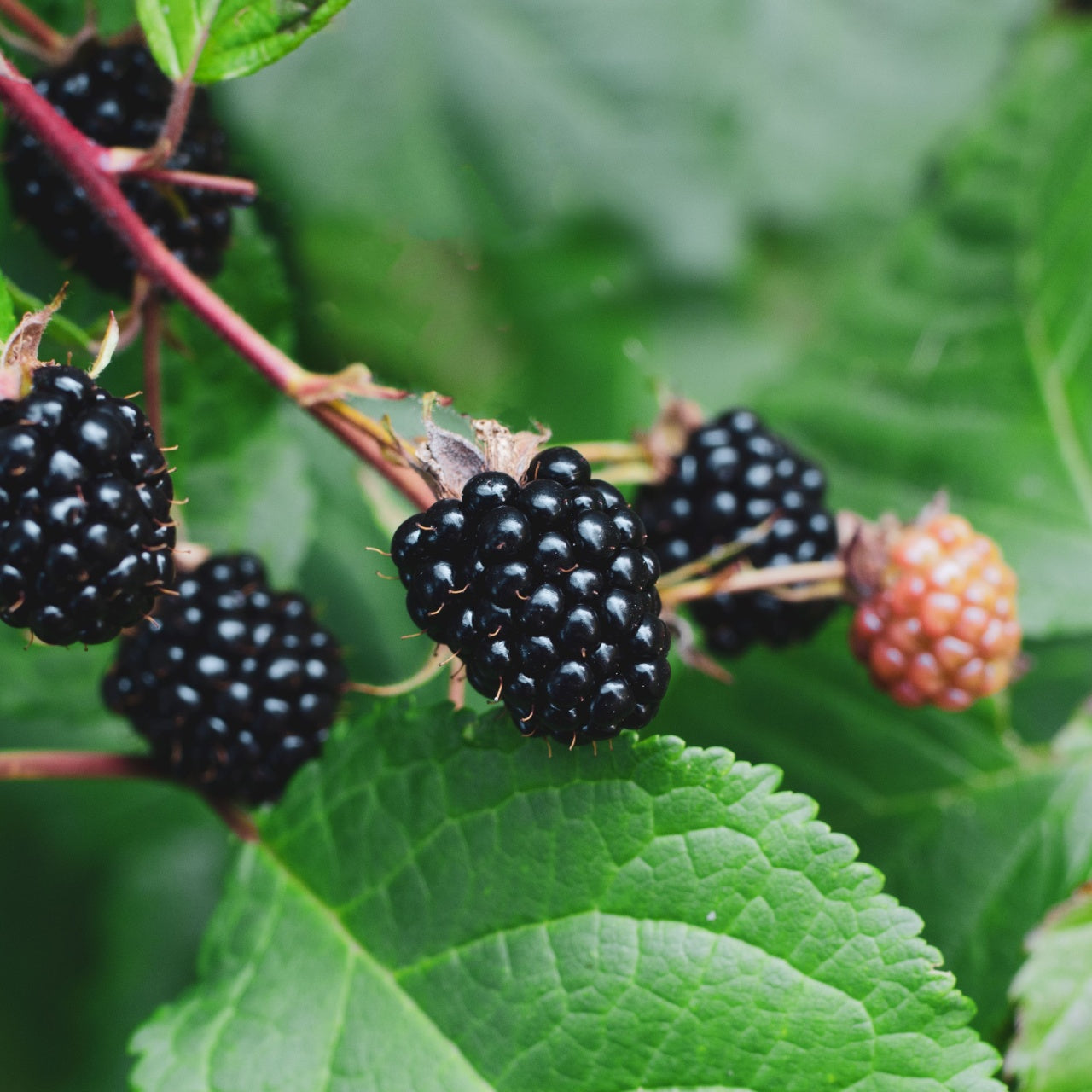 Dewberry Plant With Berries Hanging From a Branch