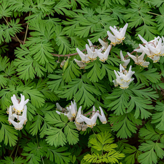 Dutchman's Breeches Little White Flowers
