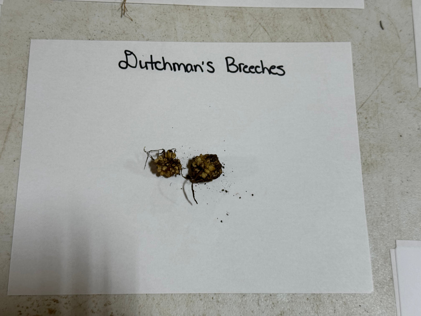 Dutchman's Breeches Plant roots