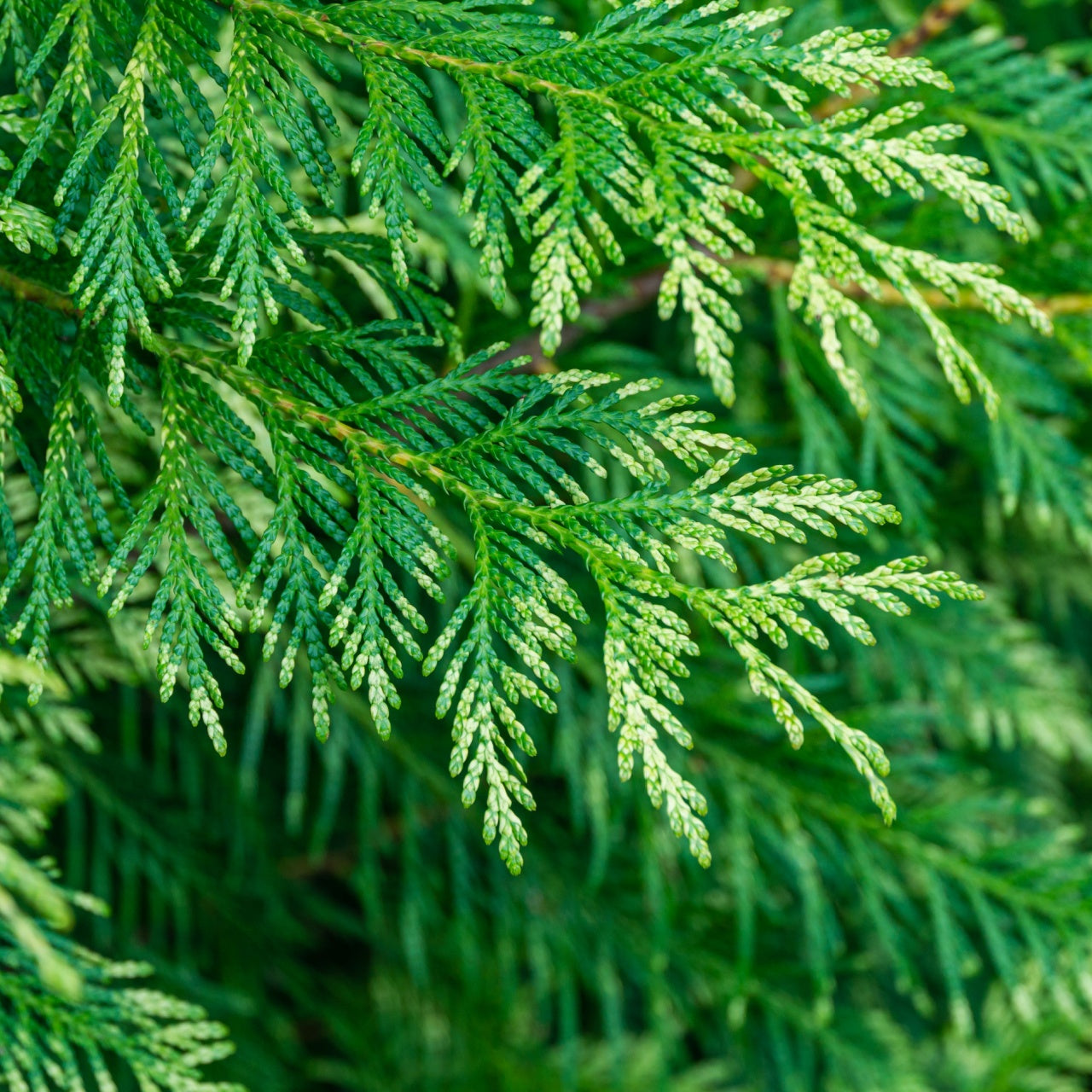 Eastern Red Cedar Tree' Stunning Green Foliage