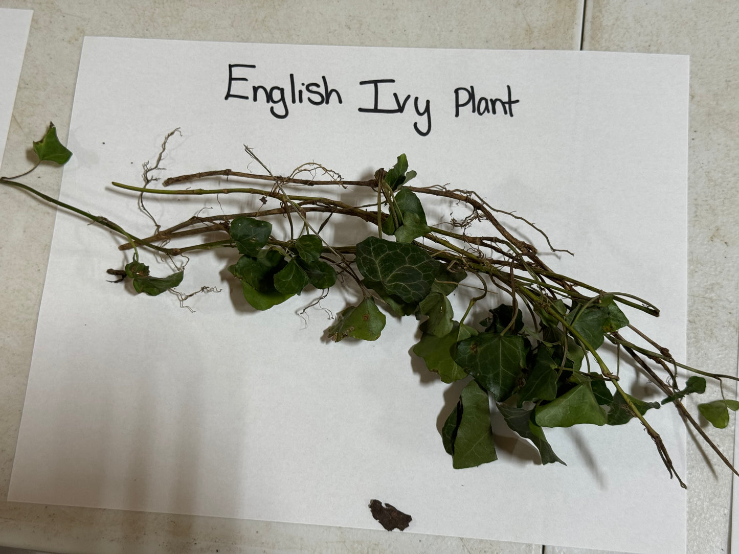 English Ivy Plant