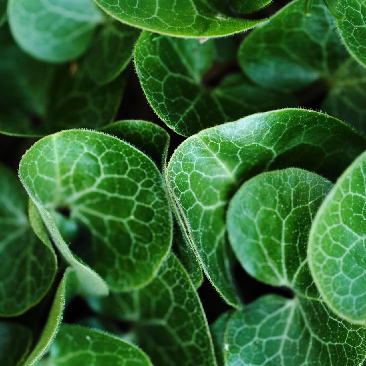 European Ginger Perennial Plant's Glossy Leaves