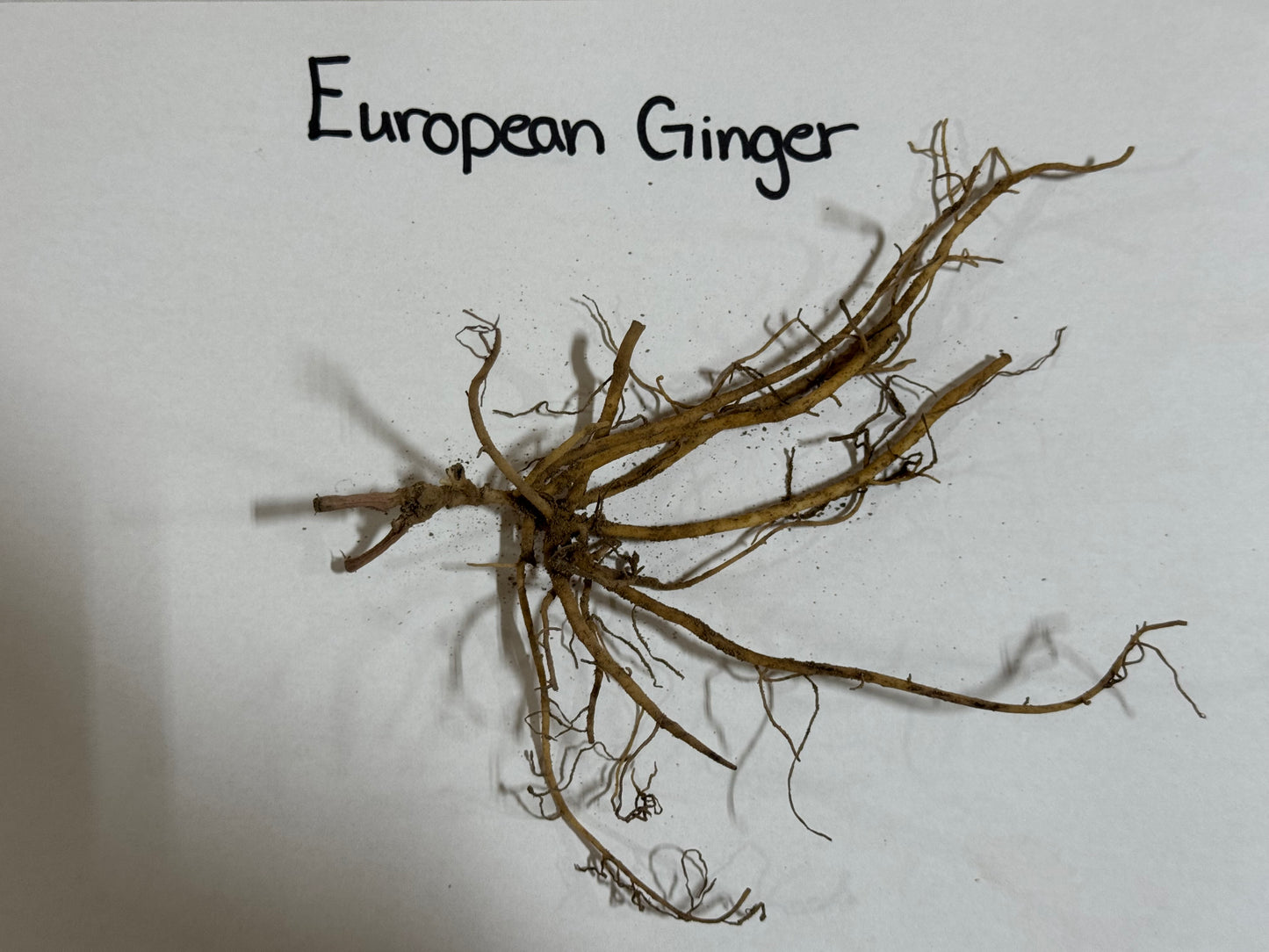 European Ginger root