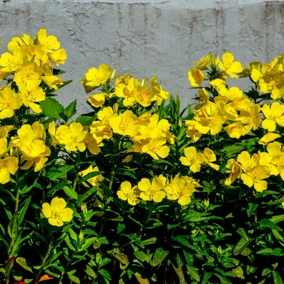 A garden bed with vibrant yellow evening primrose flowers in bloom, with green foliage and a grey wall in the background.