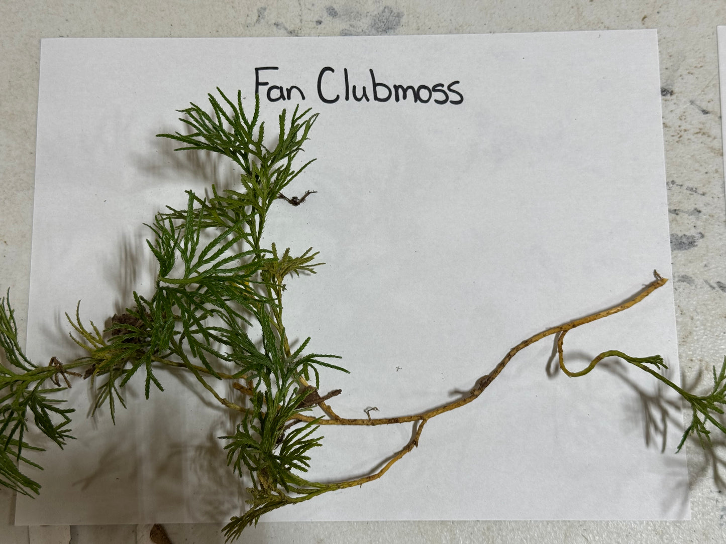 Fan Clubmoss Plants