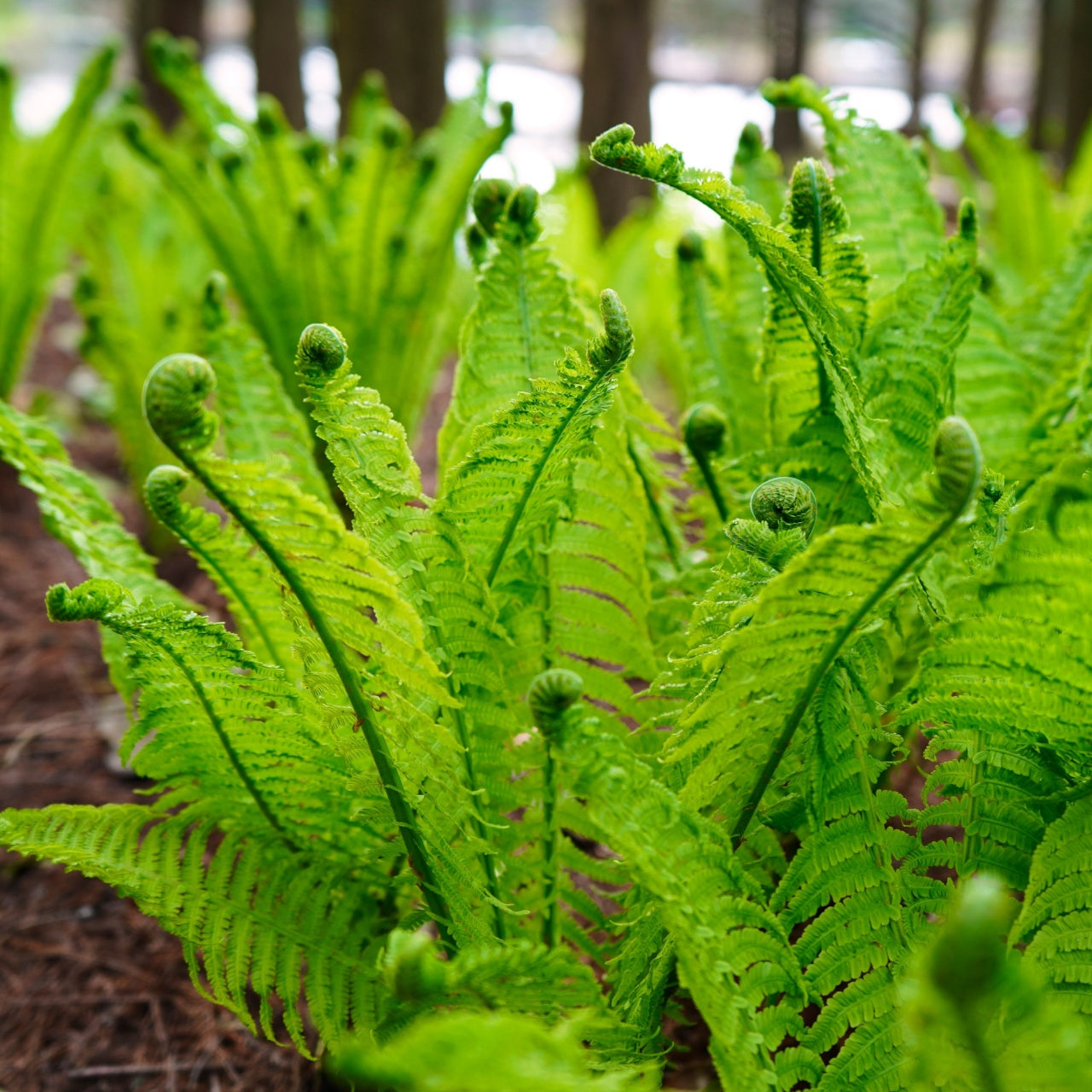 A group of vibrant green Fiddlehead Ferns with fronds in various stages of unfurling, set against a backdrop of wood chips on the ground.