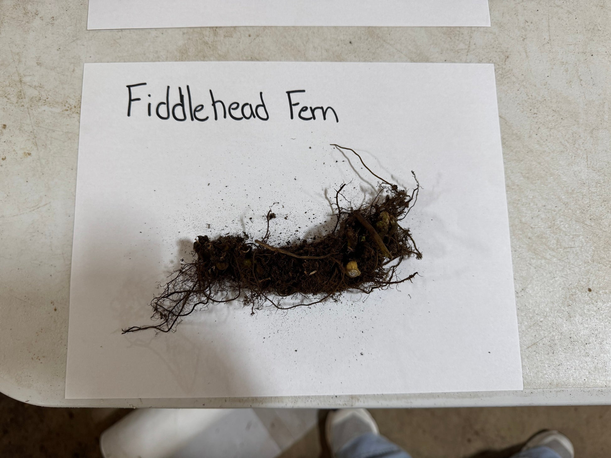 Fiddlehead Fern root