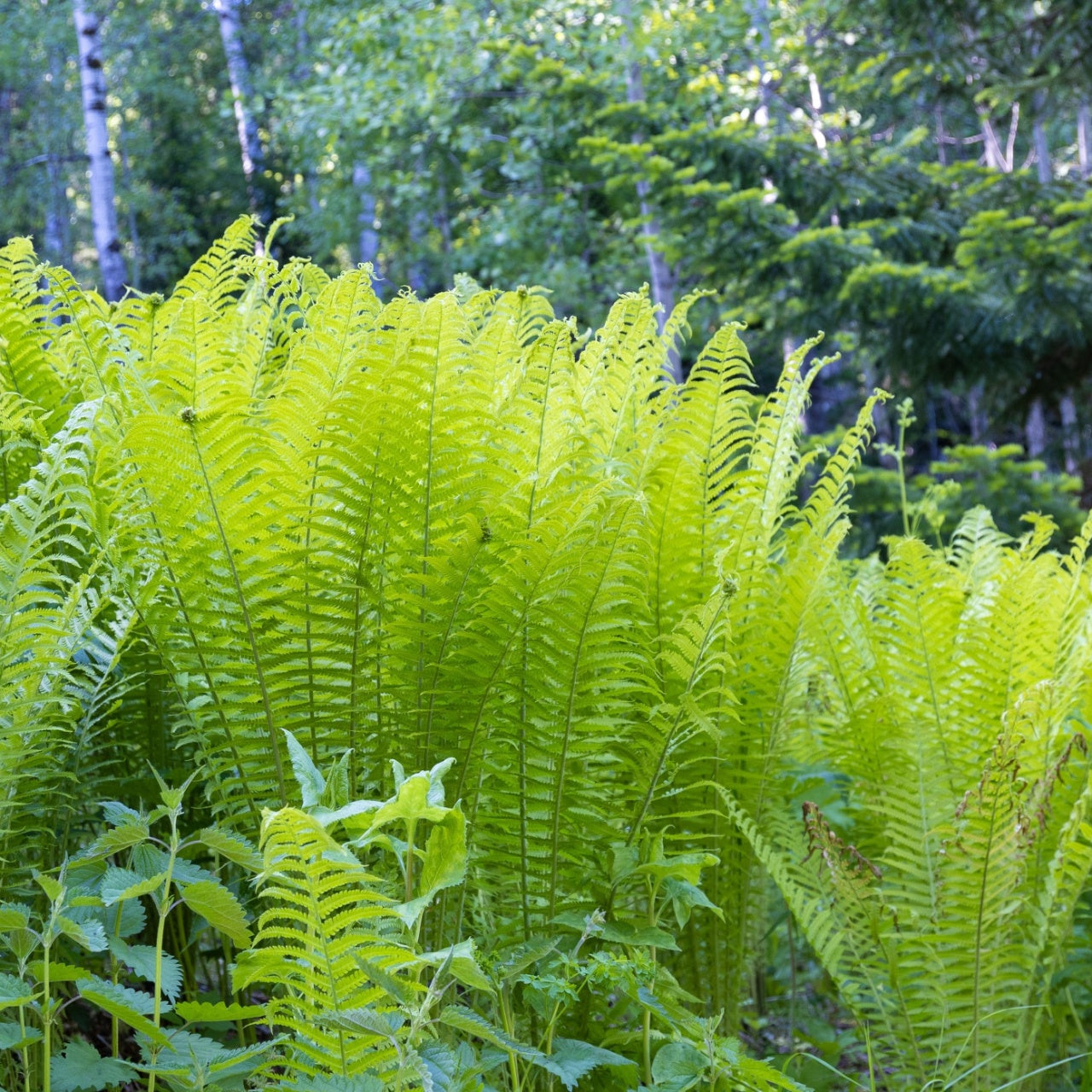 Glade Fern Beautiful Green Foliage