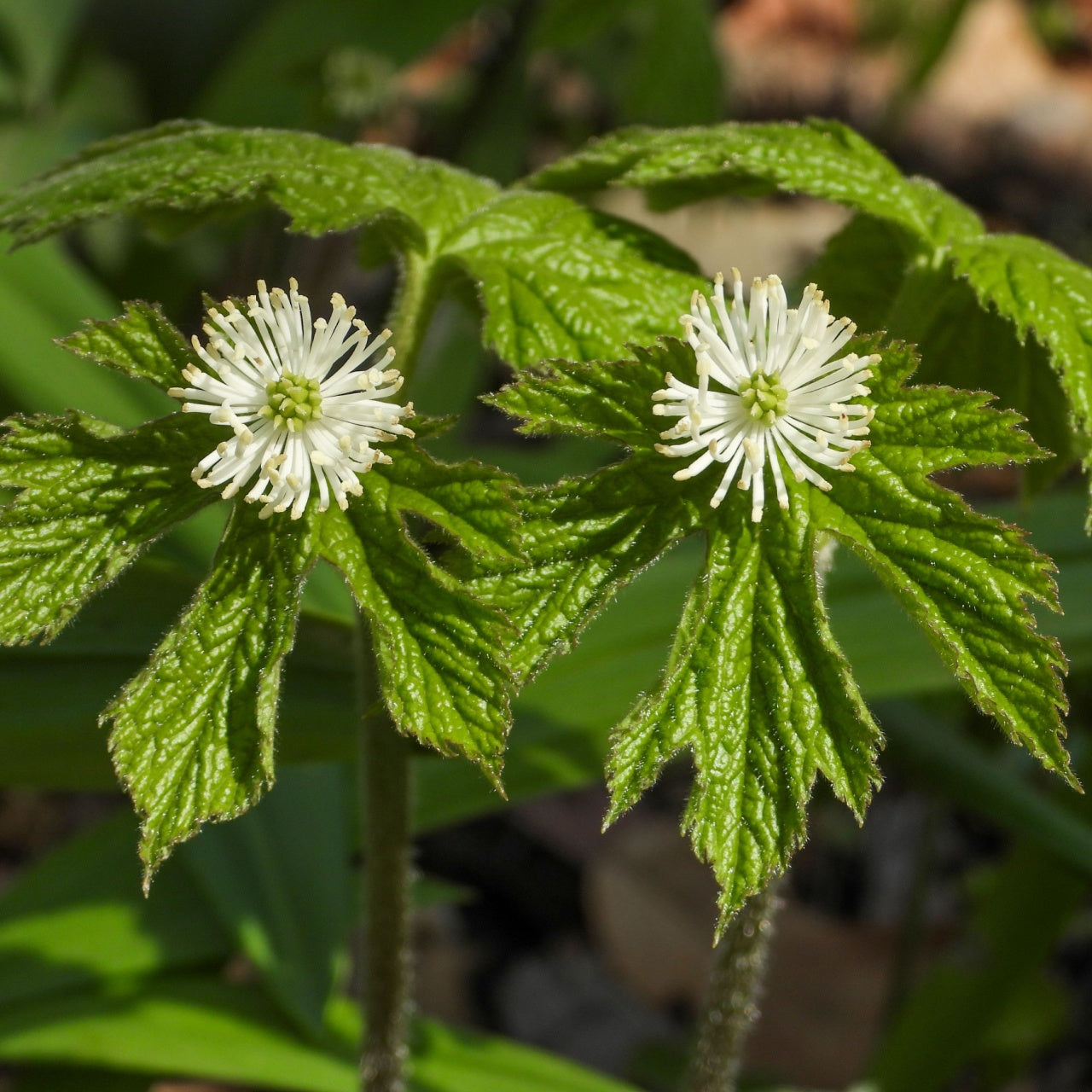 Golden Seal Plant Small White Blooms
