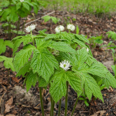 A photo showing a Golden Seal Plant with green leaves and white flowers in a natural outdoor setting.