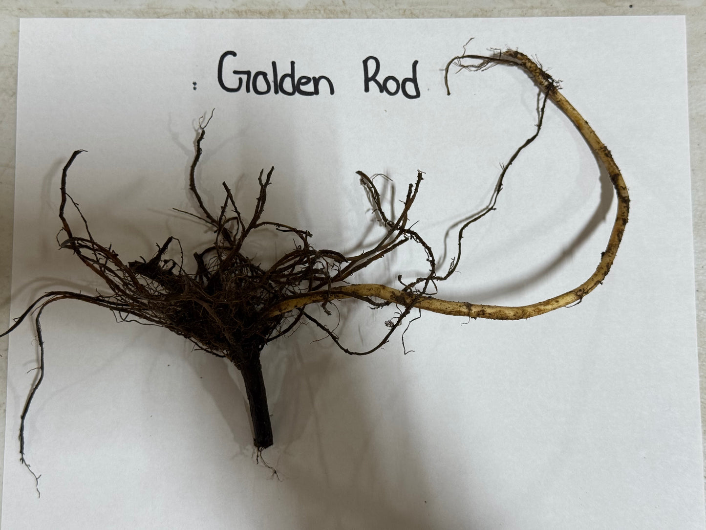 golden rod root