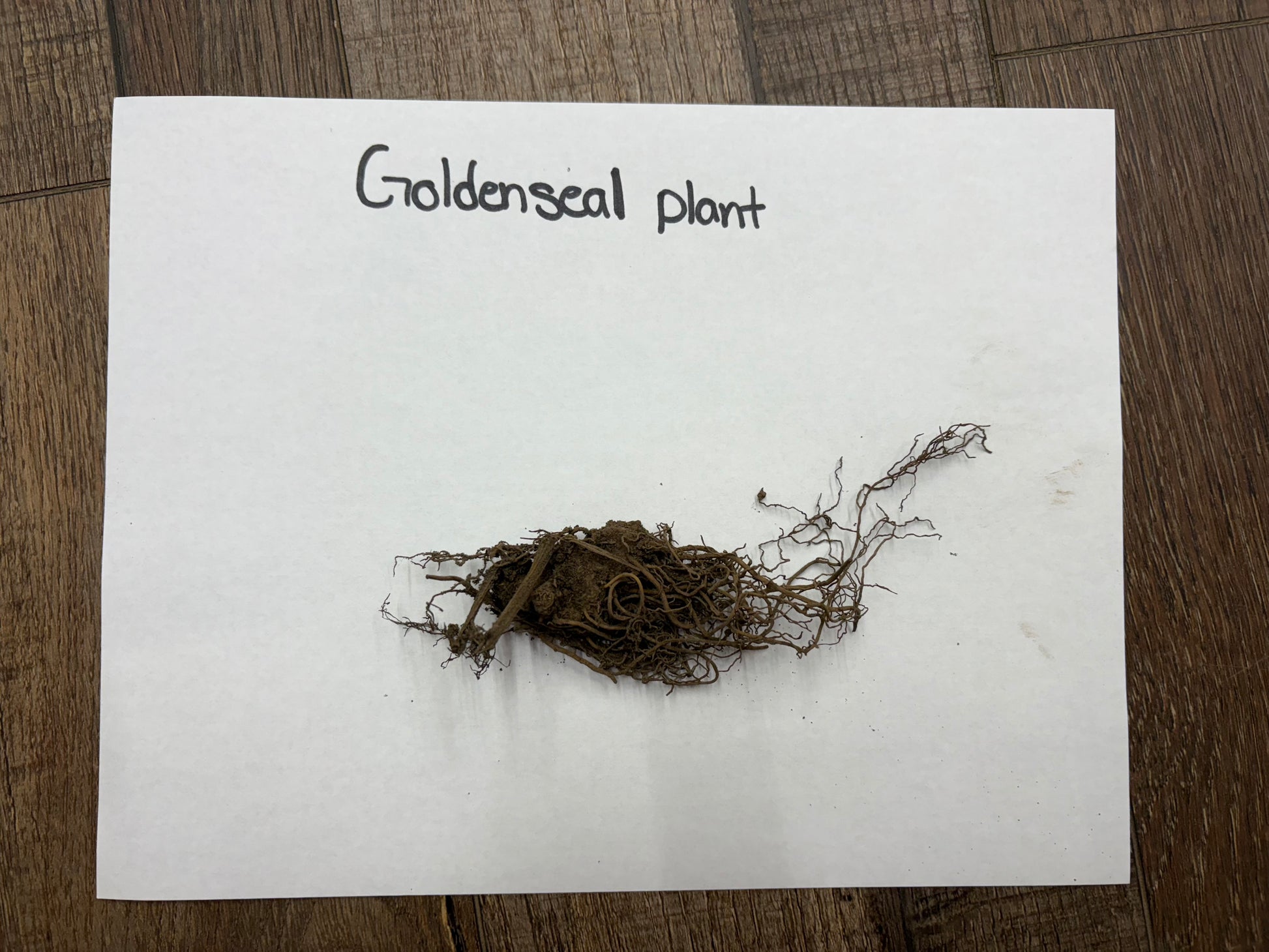 Golden Seal Plant root