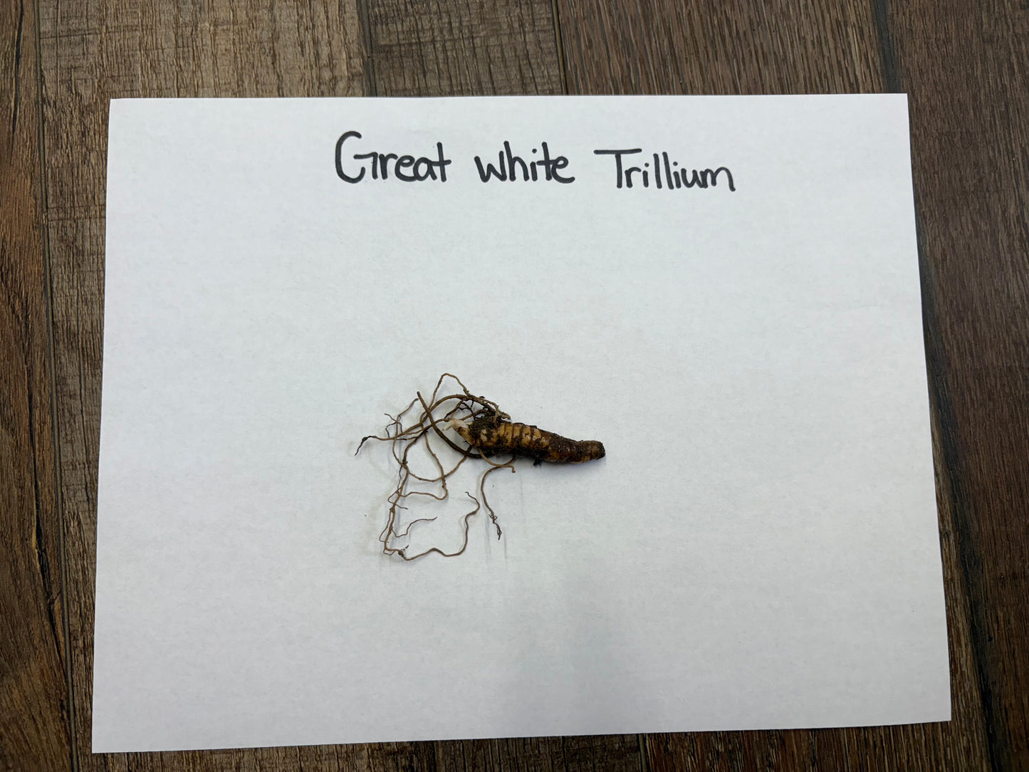 Small plant specimen labeled 'Great White Trillium'