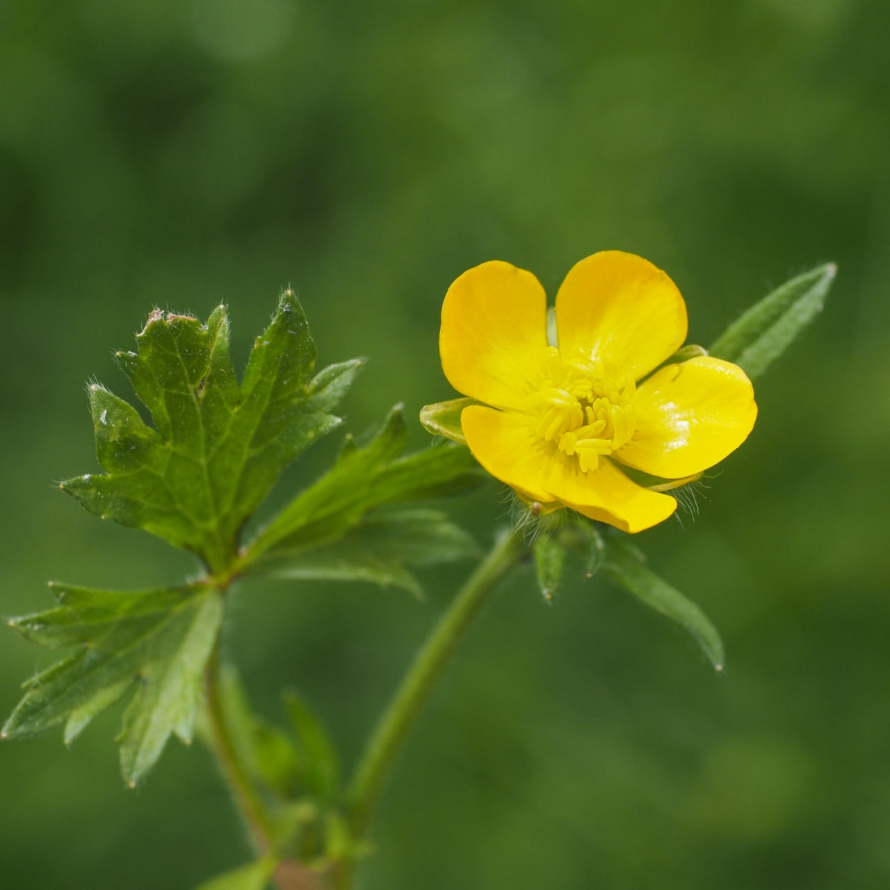 Hairy Buttercup Plant Gorgeous Yellow Flowers