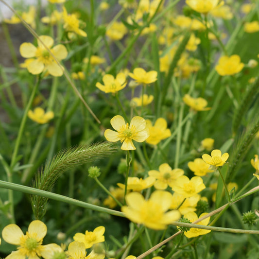 A photo showing a cluster of hairy buttercup plants with bright yellow flowers and broad green leaves.
