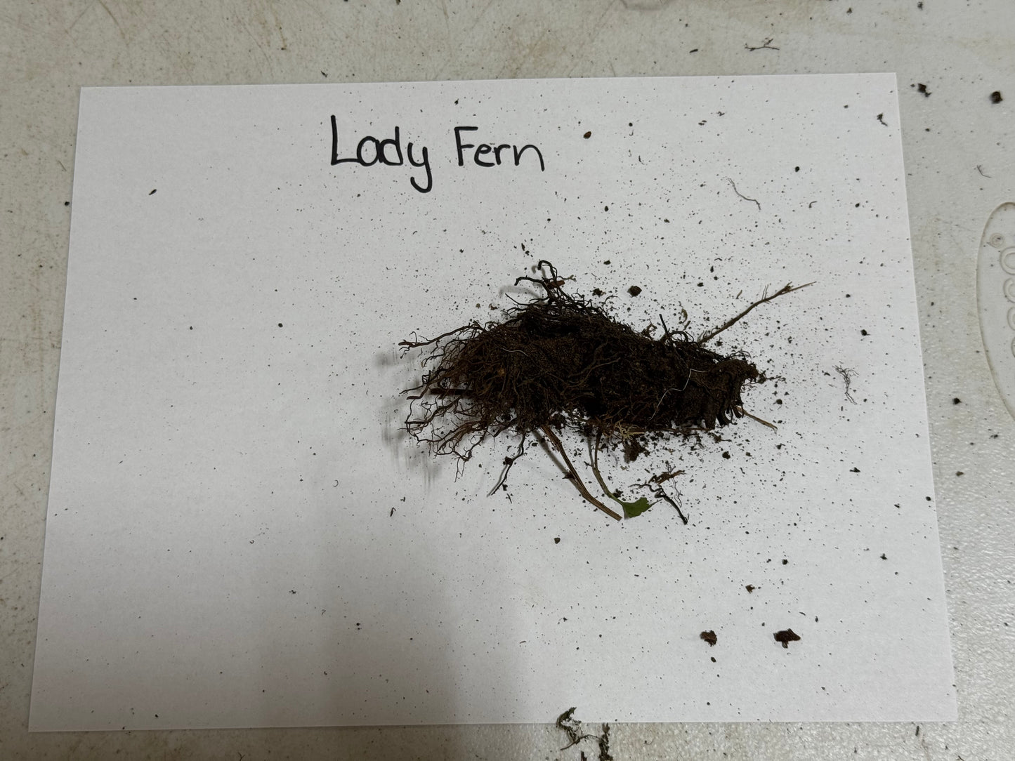 Lady Fern root
