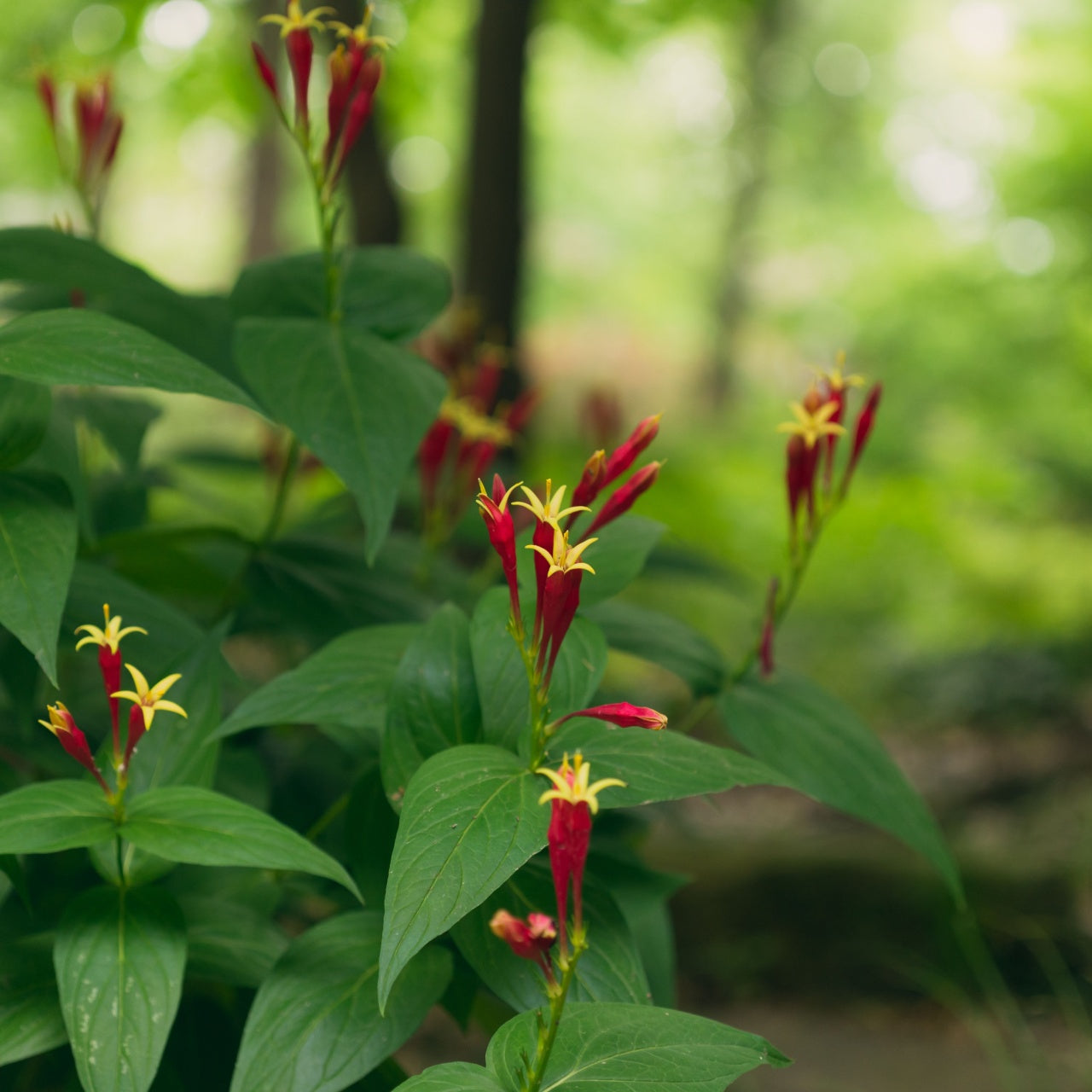 A photo showing Indian Pink Plants with green leaves and flowers that are a combination of maroon and bright green.
