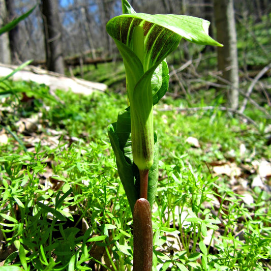 Jack In The Pulpit Plant Blooming