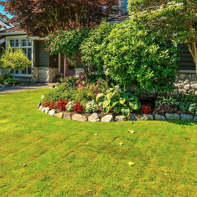 Lawn Moss - 5 Square Feet