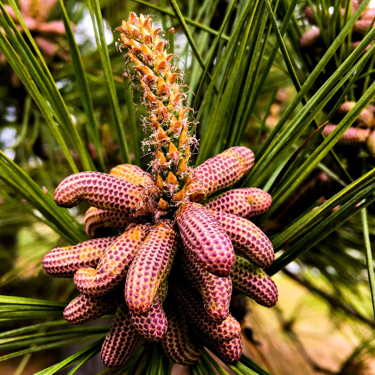 Loblolly Pine Tree's Branch With A Bloom On The End