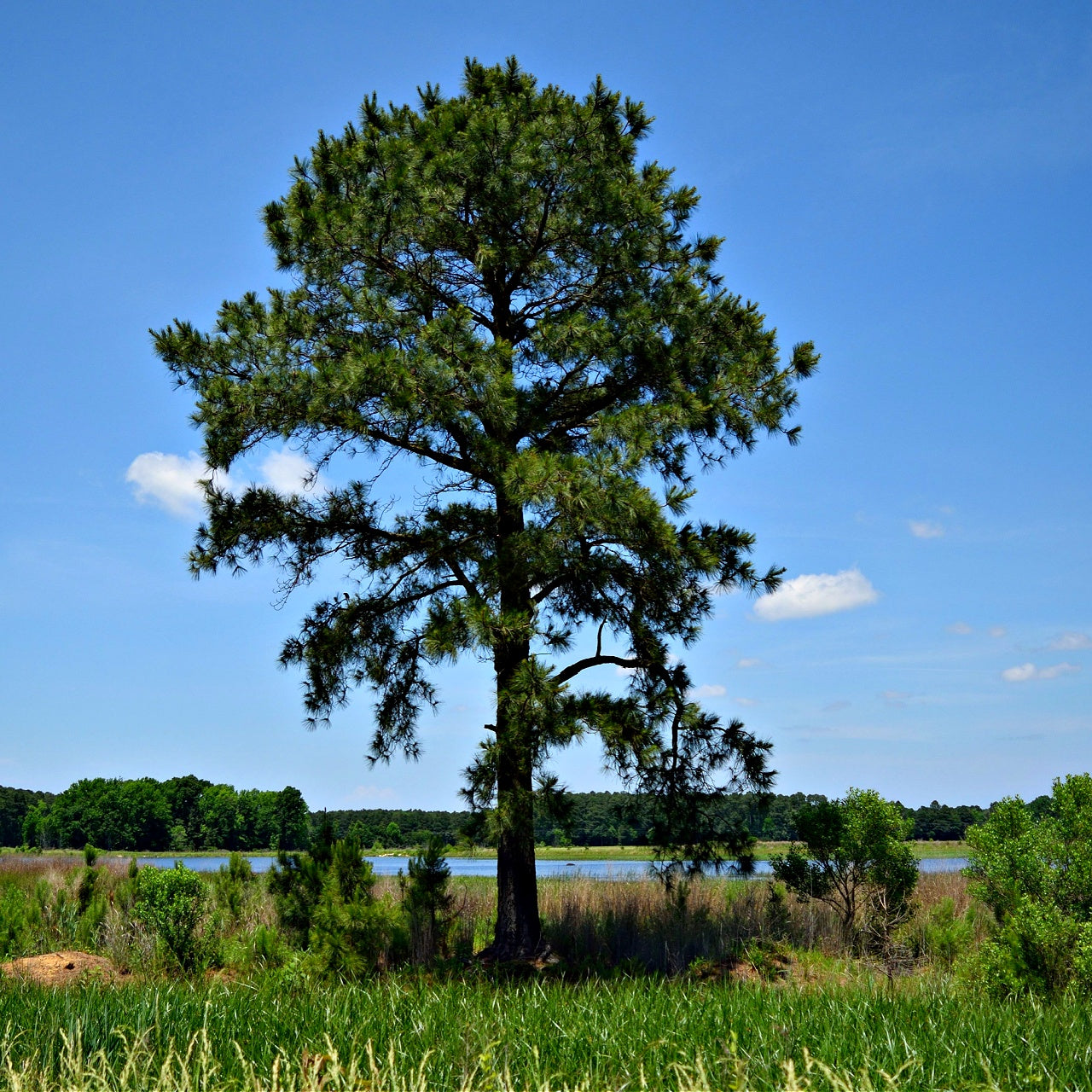 A single Loblolly Pine Tree standing in a field with a clear blue sky in the background.