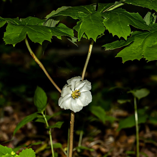 A pale yellow flower of the May Apple plant, with green leaves, growing in a forest floor setting.